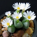 Mixed White Flower Lithops Seeds, 100pcs Pack, Succulent Plants, Drought-Tolerant, Hardy Varieties