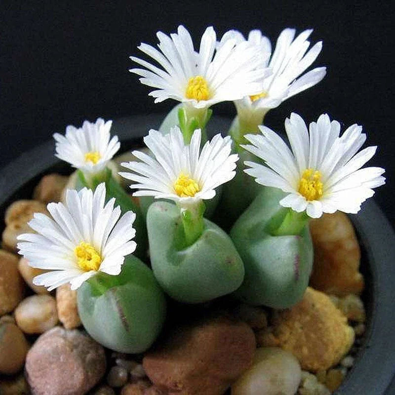 Mixed White Flower Lithops Seeds, 100pcs Pack, Succulent Plants, Drought-Tolerant, Hardy Varieties