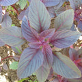 Red Amaranth Seeds - 2000+ Non-GMO Red Garnet Variety | Amaranthus cruentus - USA Grown