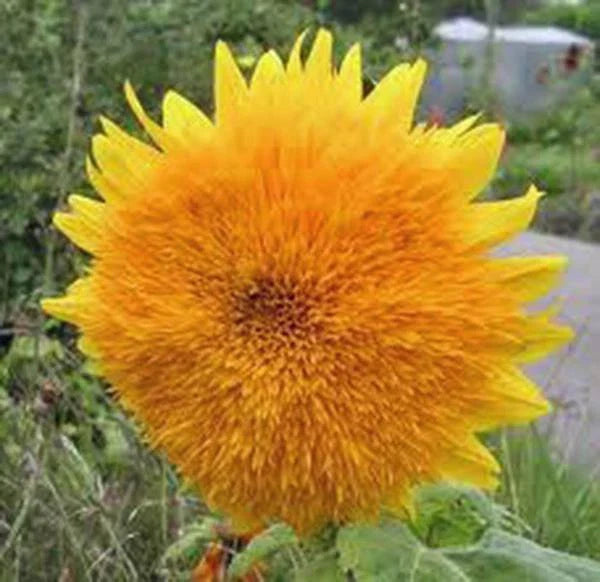 Giant Sunflower Seeds - 500 Count - Sungold Variety - Vivid Colorful Blooms - Helianthus annuus