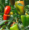 California Wonder Bell Pepper Seeds, Heirloom, 100+ Seeds, Large Fruit, Capsicum annuum