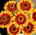 Sombrero Zinnia Seeds | Garden Size Mexican Daisy Zinnias | Zinnia haageana | 2025 Flower Seed