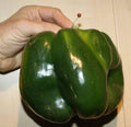 30 Heirloom Emerald Giant Bell Pepper Seeds - Sweet, Organic, Non-GMO - Capsicum annuum