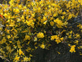 Yellow Carolina Jasmine Starter Vines - 6 Live Plants with Roots - Climbing Variety - Gelsemium sempervirens