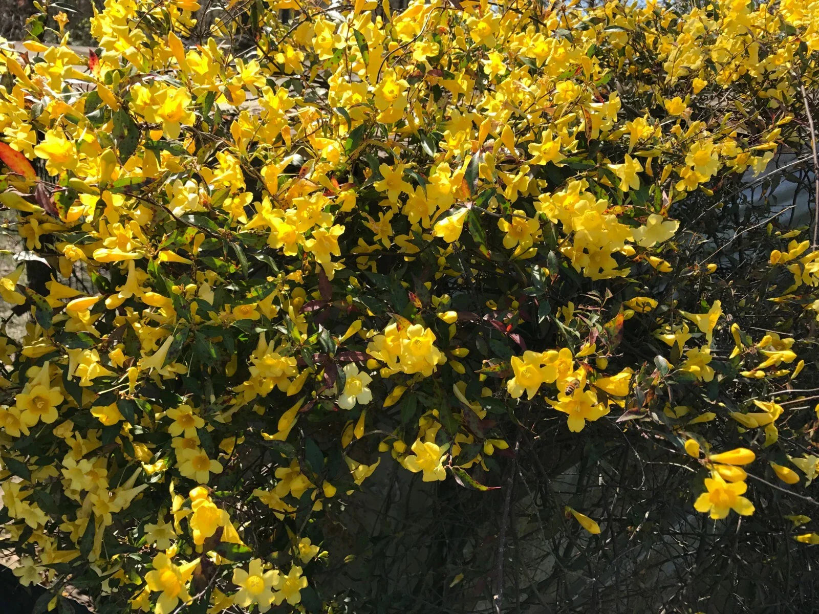 Yellow Carolina Jasmine Starter Vines - 6 Live Plants with Roots - Climbing Variety - Gelsemium sempervirens