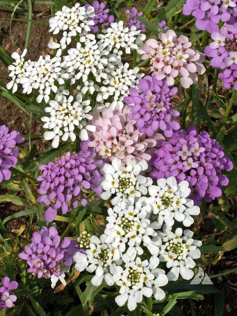 Globe Candytuft Seeds - Iberis umbellata - Colorful Blooms - Easy to Grow - Garden Flower Seeds - Free Shipping