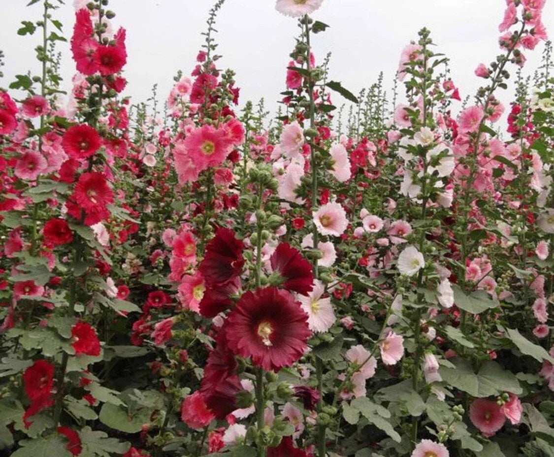 Hollyhock Seeds - 60+ Mixed Color Variety - Alcea rosea - Free Black Eyed Susan Seeds Included