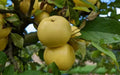 25+ Nuvar Golden Hills Apple Seeds for Gardening - Malus domestica - USA Grown, Non-GMO, High Germination Rate