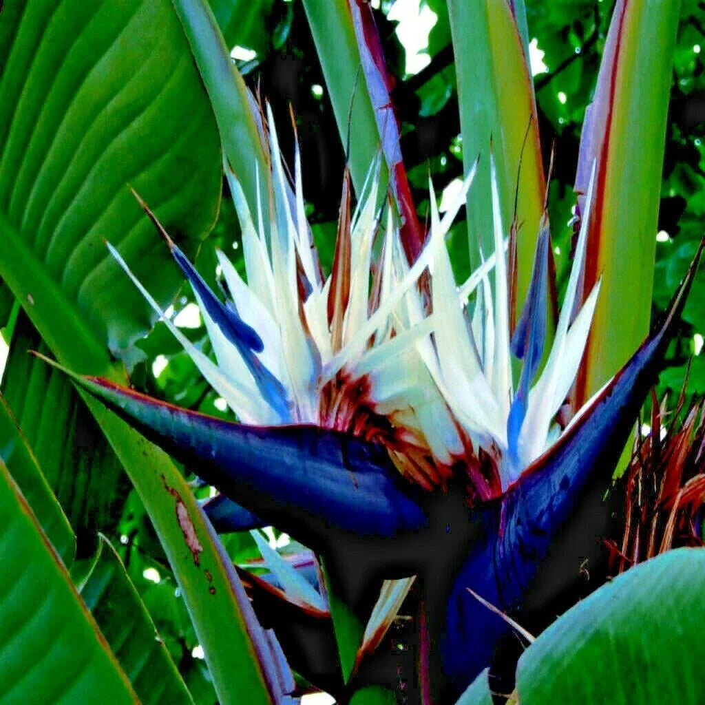 Giant White Bird of Paradise Seeds - Strelitzia nicolai - Tropical Flower Seeds for Garden Planting