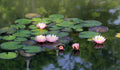 Lotus Seeds | 10 Seeds | Beautiful Aquatic Plants | Nelumbo nucifera