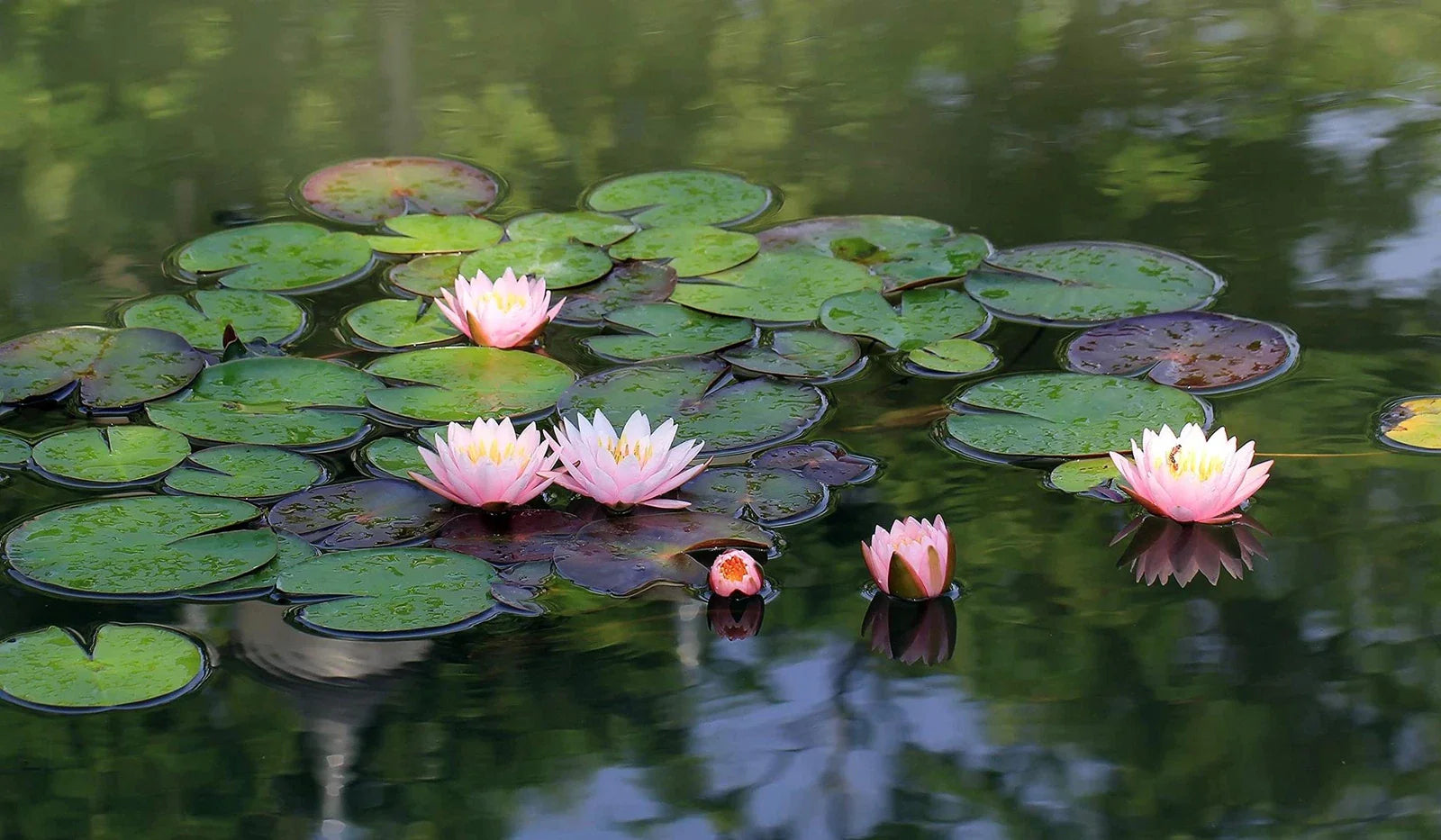 Lotus Seeds | 10 Seeds | Beautiful Aquatic Plants | Nelumbo nucifera