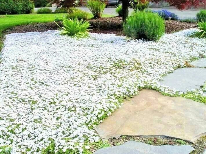 Snow in Summer Flower Seeds - 500+ Perennial Groundcover, Drought Tolerant, Cerastium tomentosum