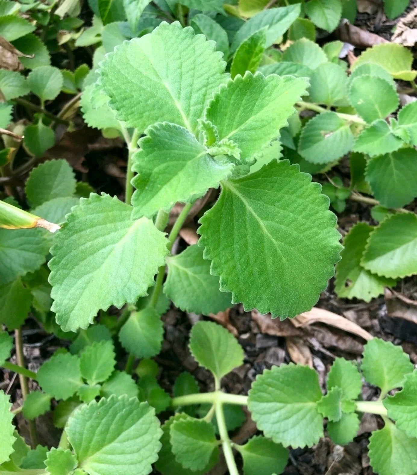 Cuban Oregano Cuttings - 8 Unrooted Stems - Mexican Mint - Coleus amboinicus