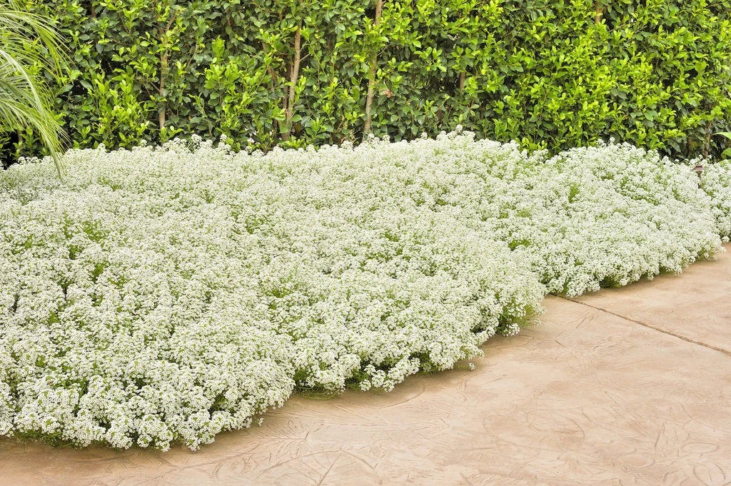 Tall Sweet Alyssum Flower Seeds - Drought Tolerant Groundcover for Containers - Lobularia maritima