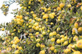 Golden Delicious Apple Tree Cuttings - 6 Organic Grafting Scions for Rooting - Malus domestica