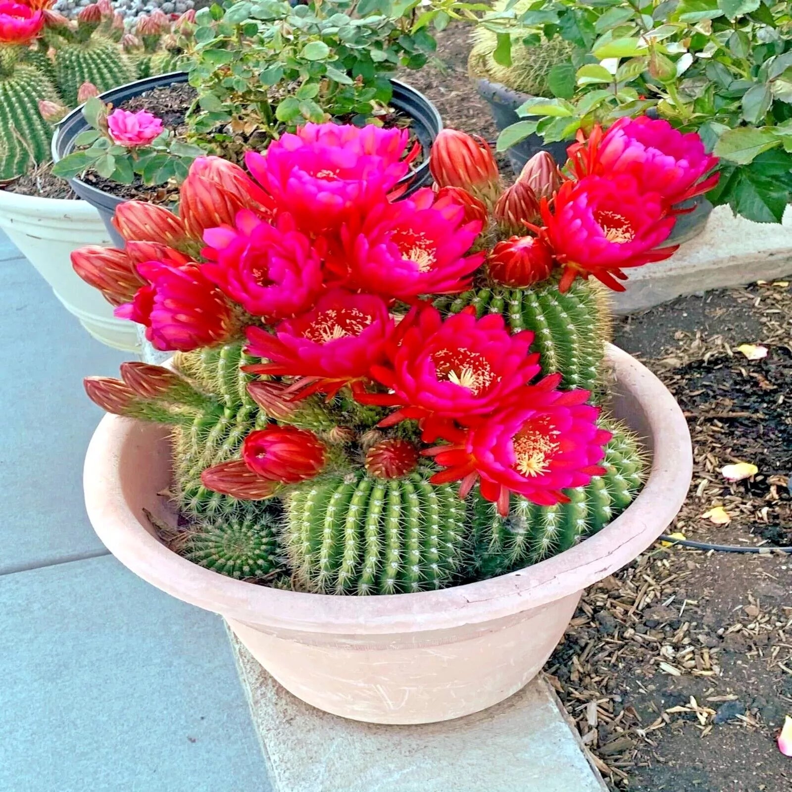 Red Torch Flowering Cactus Seeds - 20 Pack, RARE Variety "Desert's Blooming Jewel" - Cacti Seeds for Garden and Indoor Use