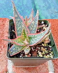 Aloe Plant 4" Diameter Potted Christmas Sleigh Aloe vera