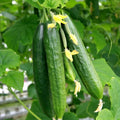 Persian Cucumber Seeds | Beit Alpha F1 | Burpless Lebanese Variety | Middle Eastern Cucumber Seeds