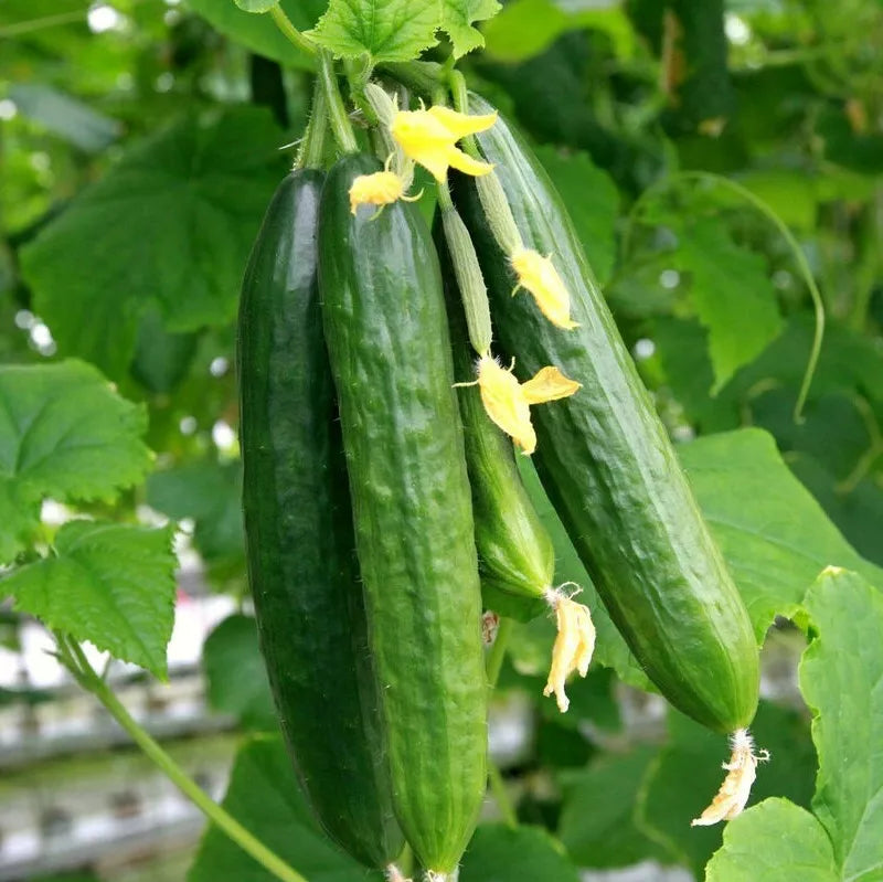 Persian Cucumber Seeds | Beit Alpha F1 | Burpless Lebanese Variety | Middle Eastern Cucumber Seeds