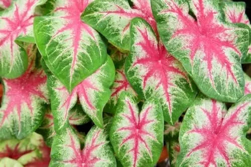 Caladium Bulbs 6 Pack - Kathleen Variety - Perennial Elephant Ears - Caladium bicolor