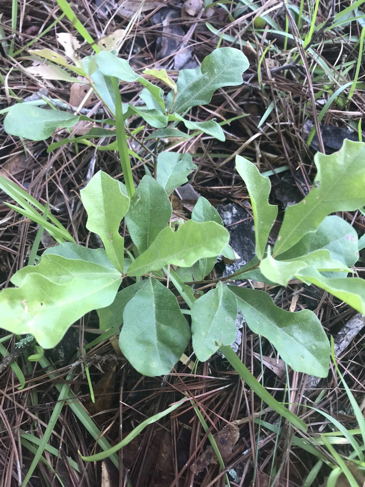 White Oak Trees Live Seedlings 6-12 Inches - Quercus alba - Acorn Shade Plants - 10 Pack