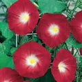 Scarlet O'Hara Morning Glory Seeds - 25+ Seeds for Vibrant Blooms (Ipomoea purpurea)