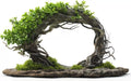 Willow Arch Bonsai Tree Cuttings - 4 Fast Growing Indoor/Outdoor Willow Cuttings - Salix spp.