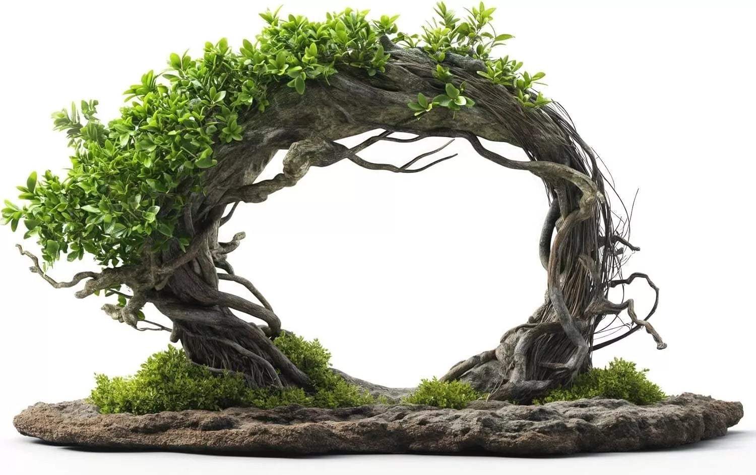 Willow Arch Bonsai Tree Cuttings - 4 Fast Growing Indoor/Outdoor Willow Cuttings - Salix spp.