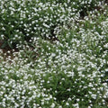 Forget Me Nots White Perennial Seeds - Moon Garden Ground Cover - Non-GMO - 500 Seeds (Myosotis sylvatica)