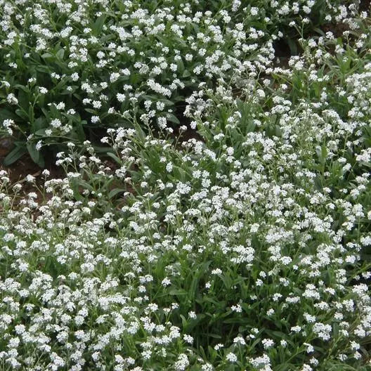 Forget Me Nots White Perennial Seeds - Moon Garden Ground Cover - Non-GMO - 500 Seeds (Myosotis sylvatica)