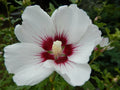 25 White Hibiscus Seeds - Crimson Eye - Perennial Flower Seeds - Hibiscus rosa-sinensis