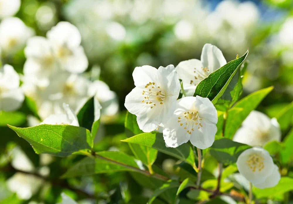 Bonsai Tree Seeds - 25 Seeds - White Jasmine - Vibrant Flowers - Easy to Grow - Jasminum sambac