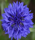 Cornflower Seeds - Blue Dwarf Variety - Centaurea cyanus - 200 Seeds per Pack