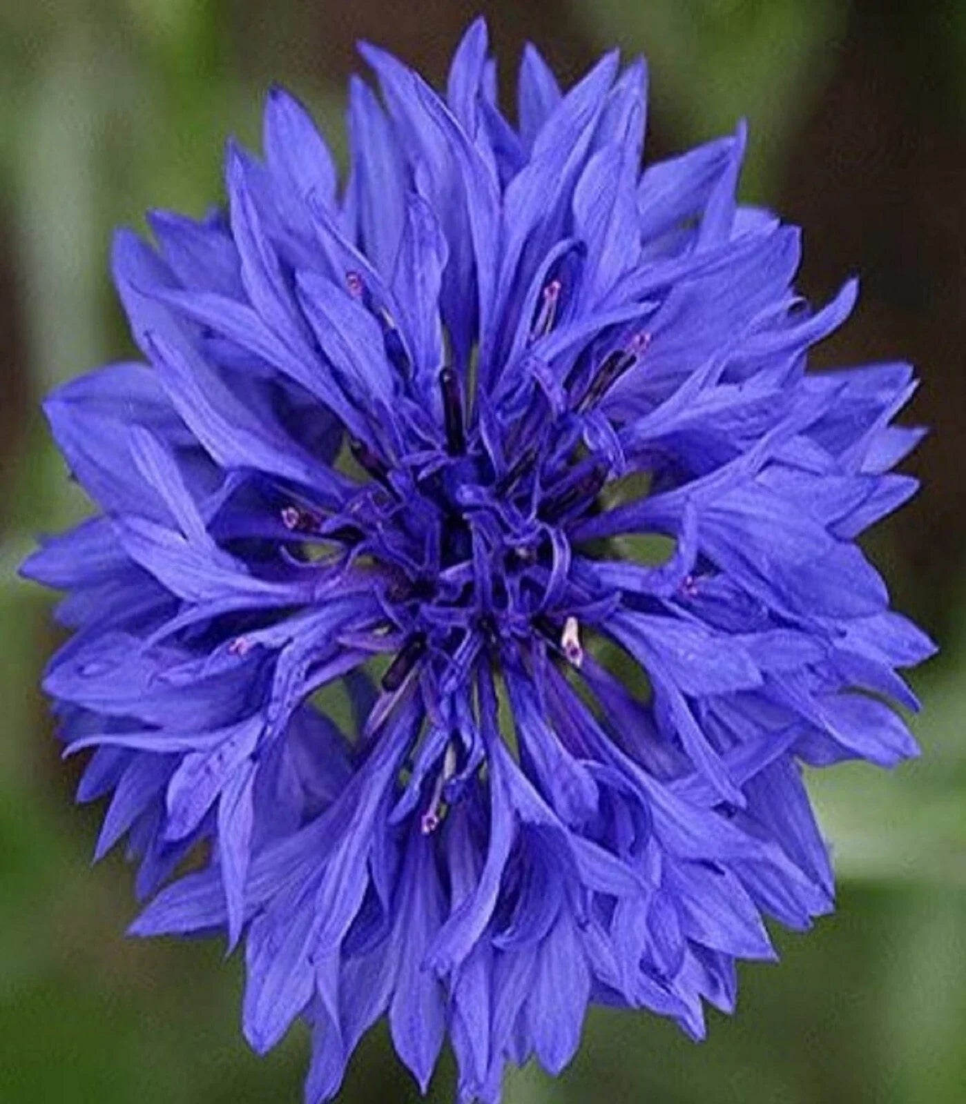 Cornflower Seeds - Blue Dwarf Variety - Centaurea cyanus - 200 Seeds per Pack