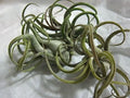 5 Pack Caput Medusae Air Plants - Low Maintenance Exotic Variety - Tilandsia