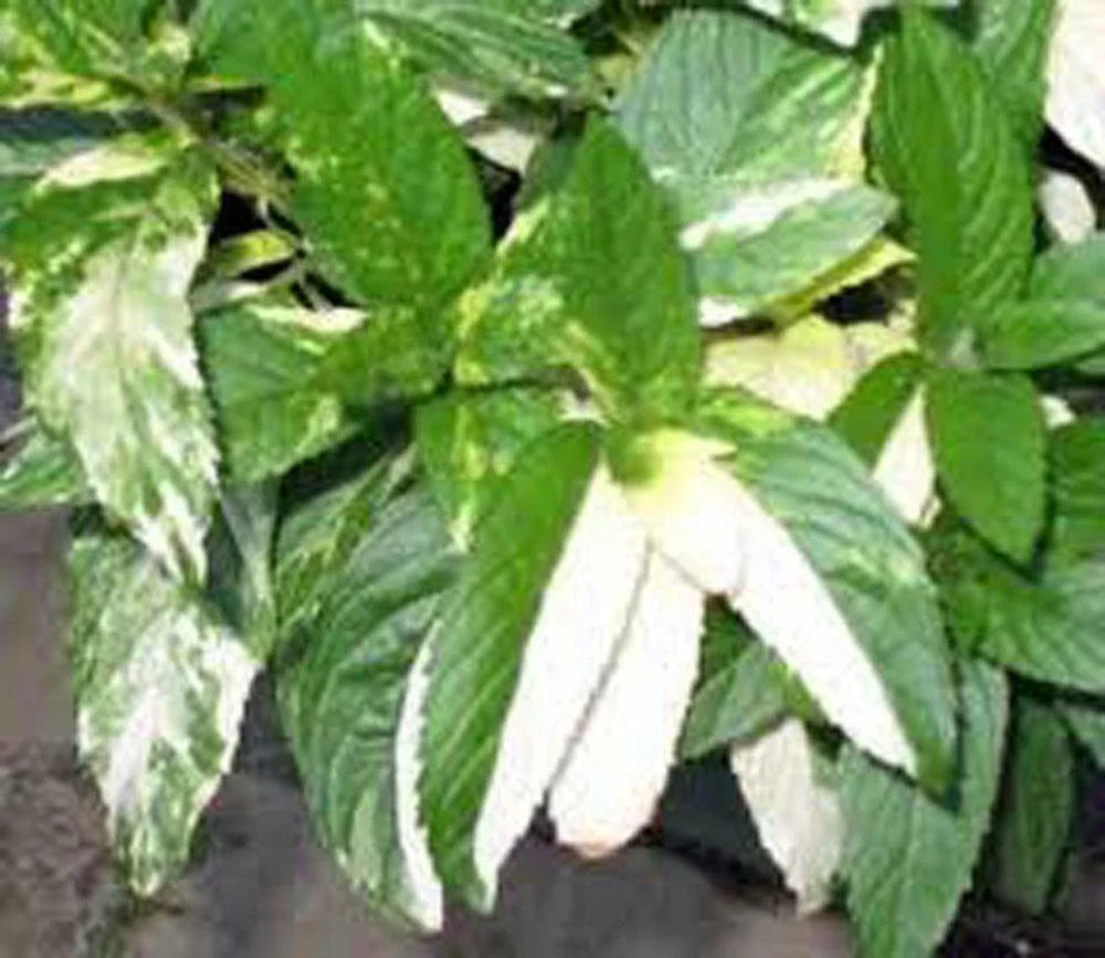 Peppermint Seeds - Heirloom Non-GMO (100+) - Aromatic Culinary Herb - Mentha × piperita