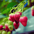 Keepsake Strawberry Roots - Bare Root Plants | Ever-Bearing Variety | Fragaria × ananassa
