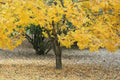 Thornless Honeylocust Seeds - 10 Pack - Gleditsia triacanthos inermis - Drought Tolerant Tree Seeds for Landscaping