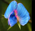 King TUT Blue Sweet Pea Seeds - 5 Rare Seeds for Planting - Lathyrus sativus azureus - Heirloom Variety