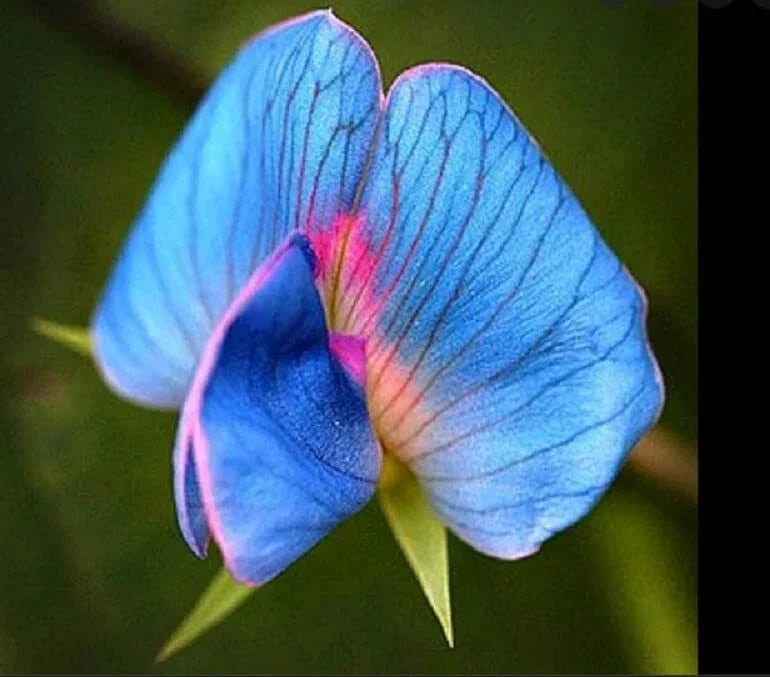 King TUT Blue Sweet Pea Seeds - 5 Rare Seeds for Planting - Lathyrus sativus azureus - Heirloom Variety