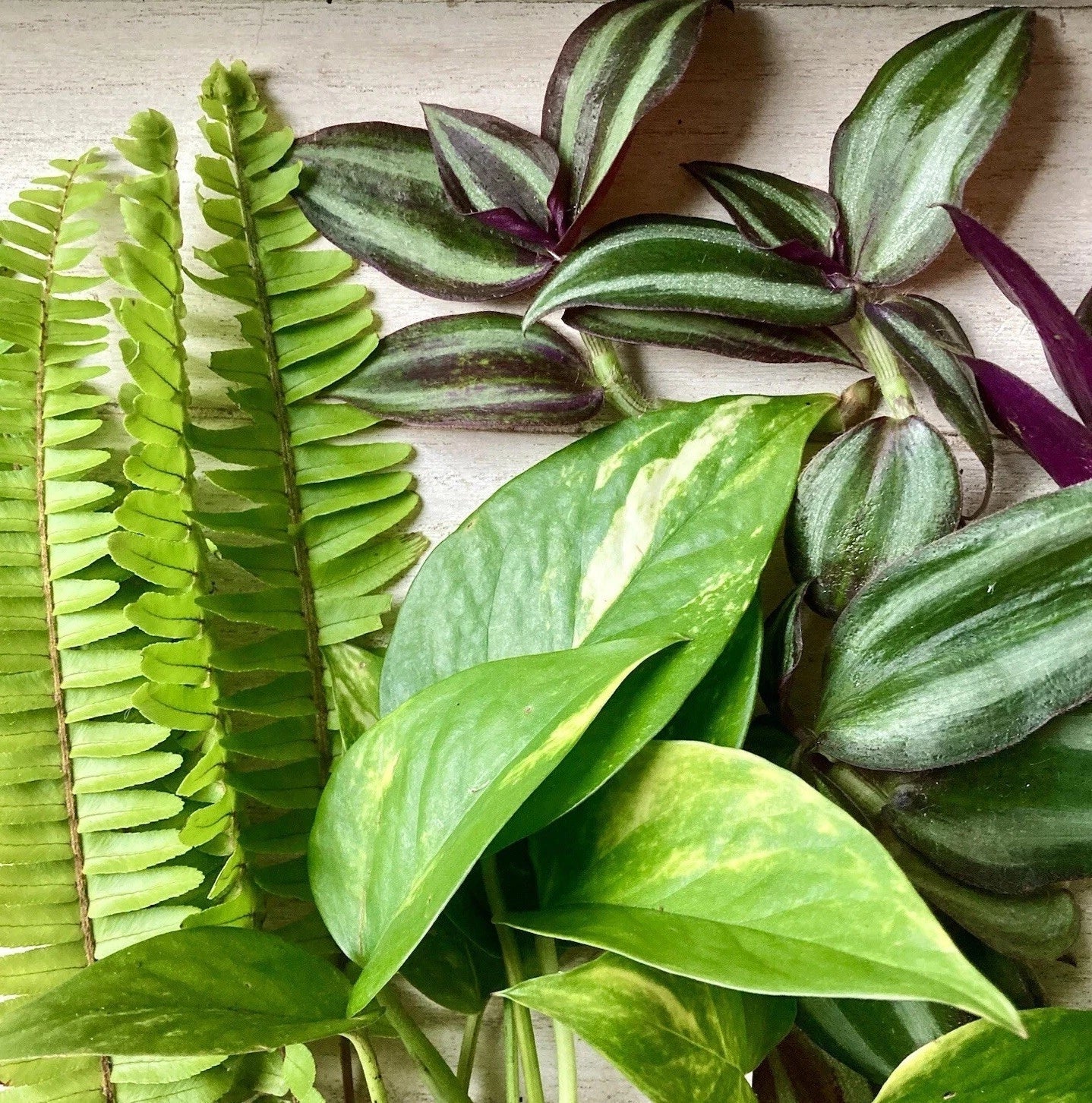 Rooted Plant Cuttings Set - Fern, Pothos, Wandering Jew - Ideal for Indoor Gardening, Houseplants