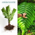 LIVE Bare Root Tree Fern - Cyathea Horrida - Tropical Plant for Home Garden - 1 Foot Tall