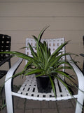 Rooted Spider Plant in Pot, Solid Green, Live Indoor Plant, Chlorophytum comosum