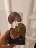 Potted "Blackie" Sweet Potato Vine Plant - Fully Rooted 4-inch Pot (Ipomoea batatas)