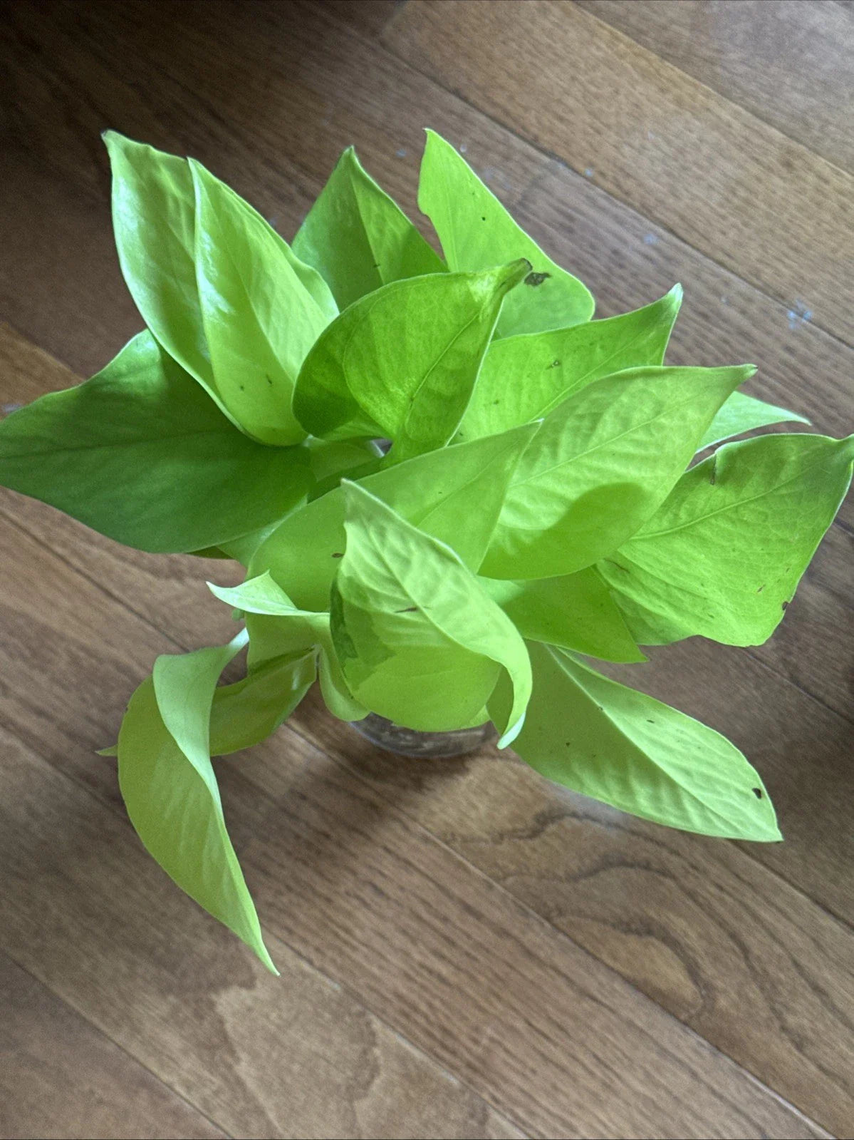 Rooted Green Pothos Cuttings - Trailing Vine for Home Decor - Epipremnum aureum