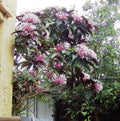 Shooting Star Plant Starter - Clerodendrum Quadriloculare Starburst - Live Potted Plant
