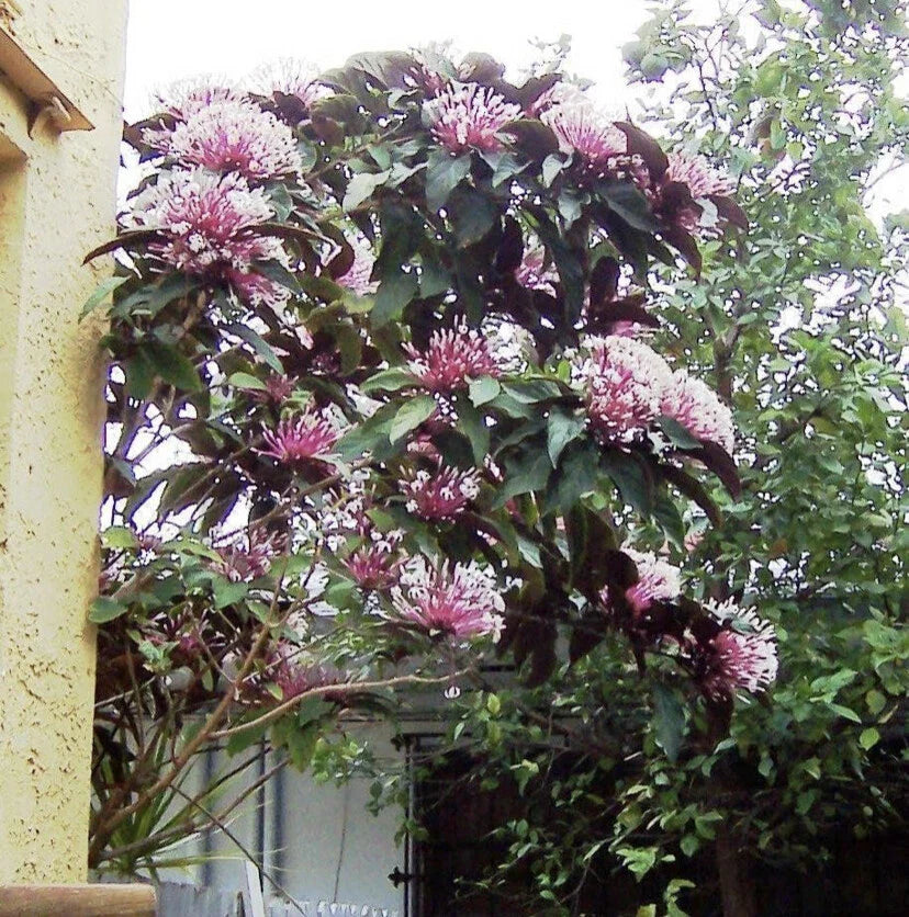 Shooting Star Plant Starter - Clerodendrum Quadriloculare Starburst - Live Potted Plant