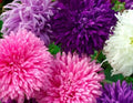 Giant California Aster Flower Seeds - 50 Fresh Seeds - Beautiful Purple Blooms - Aster Chandlerensis
