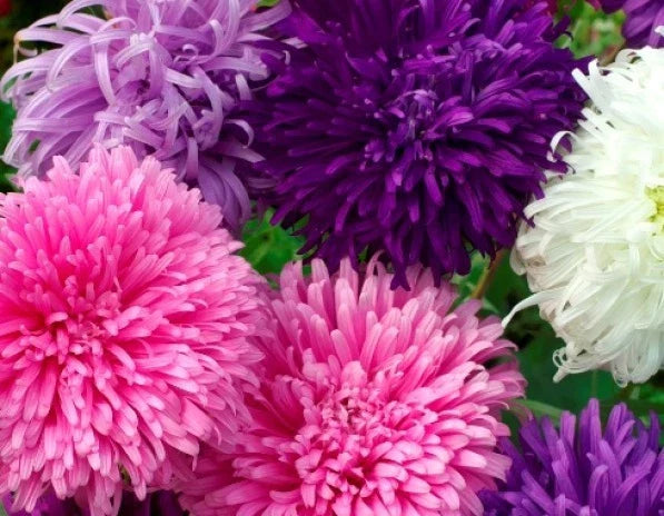 Giant California Aster Flower Seeds - 50 Fresh Seeds - Beautiful Purple Blooms - Aster Chandlerensis