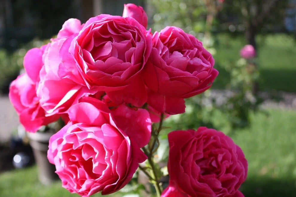 Grande Dame Rose Plant Cuttings - 3 Fresh Unrooted Cuttings 6” Long - Rosa 'Grande Dame'